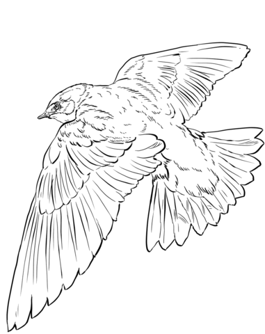 Tree Swallow In Flight Coloring Page